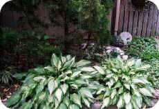 Hostas