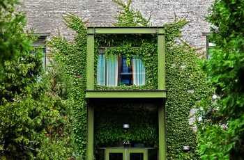 Ivy climbing on wall