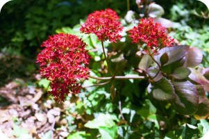 Kalanchoe blossfeldiana