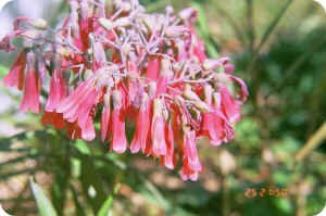 Kalanchoe daigremontiana blooms