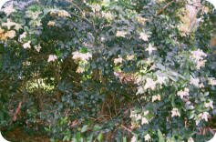 Ligustrum