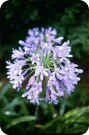 Agapanthus