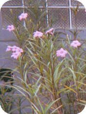 Mexican Petunia