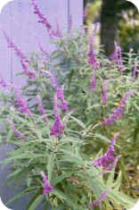 Salvia leucantha