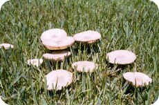 Mushrooms