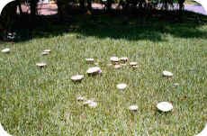 Mushrooms in Yard