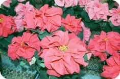 Poinsettia