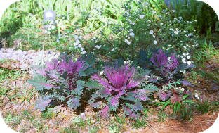 Ornamental Cabbages