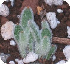 Kalanchoe tomentosa by Lindsey Coulter