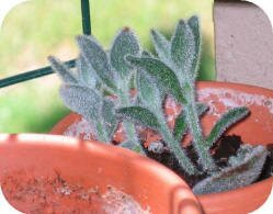 Kalanchoe tomentosa by Lindsey Coulter