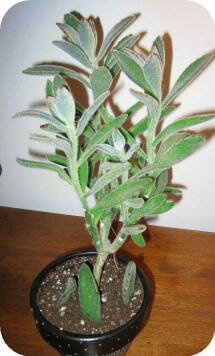 Kalanchoe tomentosa by Lindsey Coulter