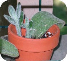 Kalanchoe tomentosa by Lindsey Coulter