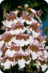 Paulownia Tree