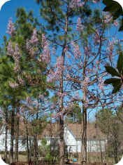 Paulownia Tree