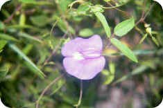 Climbing Butterfly Pea