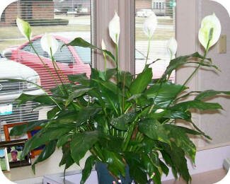 Peace Lily from Janet Osmoe