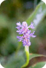 Pickerel Weed