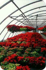 Poinsettia in Greenhouse