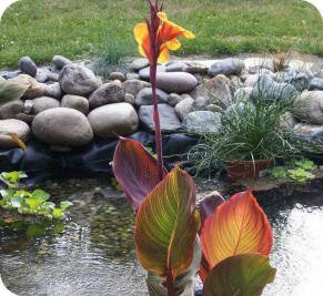 Canna photos by Linda Anthony, Granite Falls, WA