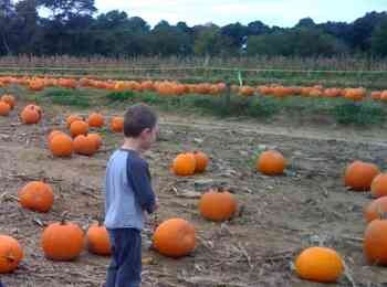 Pumpkin Patch