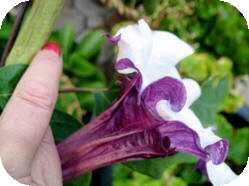 Single Purple Datura