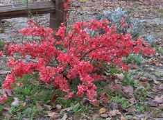 Flowering Quince