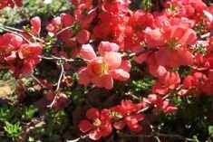 Flowering Quince