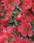 Flowering Quince