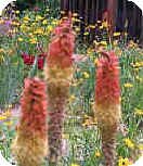 Torch Lilly or Tritoma Kniphofia