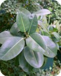 Rubber Plant (Ficus elastica 'Decors')