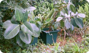 Rubber Plant (Ficus elastica 'Decors')