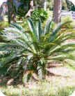 Cycas revoluta