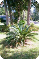 Cycas revoluta