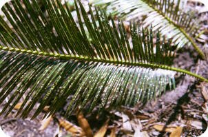 scale on sago palm