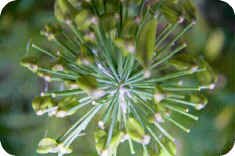 Lily Seedhead