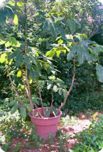 Schefflera actinophylla