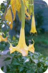 single yellow angel trumpet