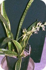 snake plant in bloom