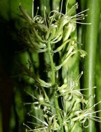 snake plant bloom sent in by a reader