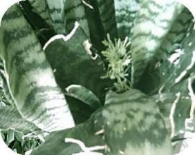 photo by Laurie Jensen of her snake plant bloom