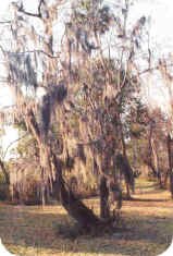 Spanish Moss