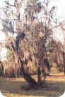 hanging Spanish Moss