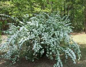 Spirea