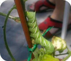 Hornworm photo submitted by Marlene Pollock