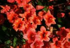 Trumpet Vine