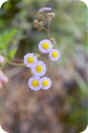 Erigeron quercifolius