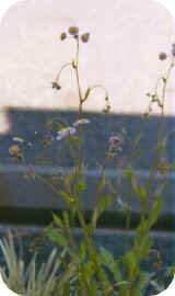 Southern Fleabane