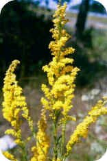 Sweet Golden Rod