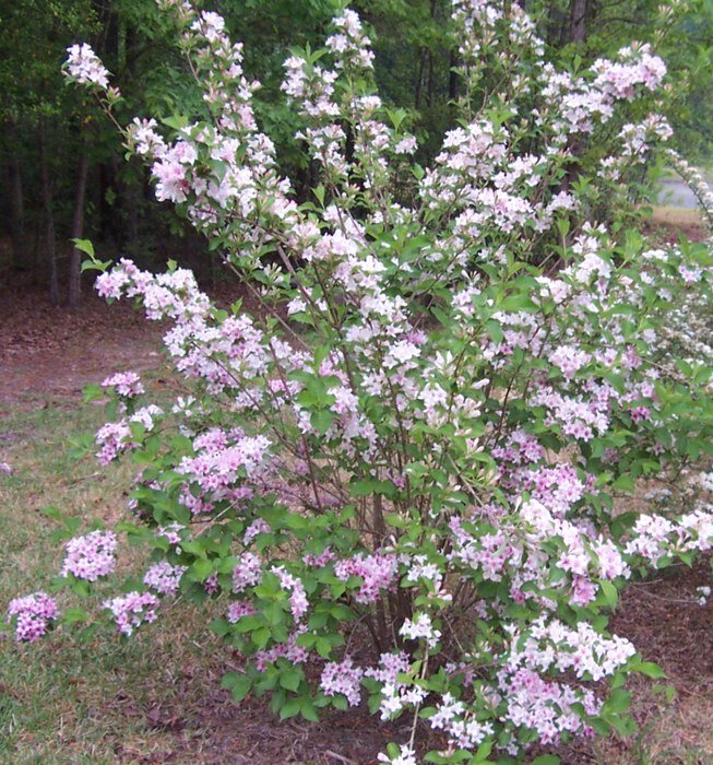 Weigela