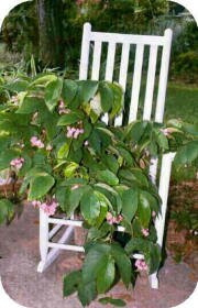 White Rocker with Begonia